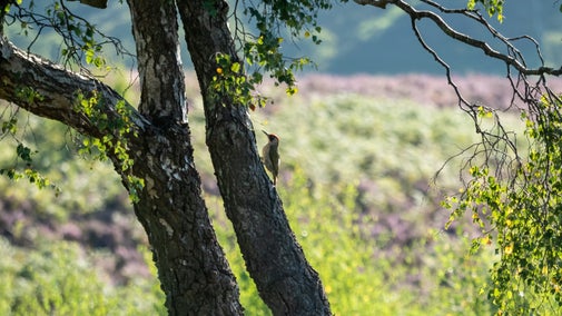 A green woodpecker clings to the trunk of a tree in late summer